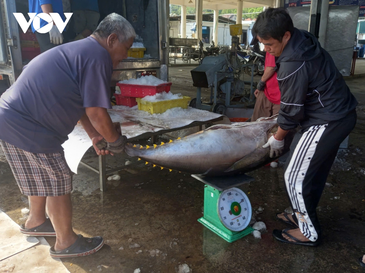 Ngư dân Khánh Hòa ra khơi đầu năm với trách nhiệm chống khai thác IUU